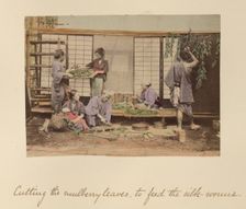Cutting the Mulberry Leaves..., about 1873-1883. Creator: Shinichi Suzuki I