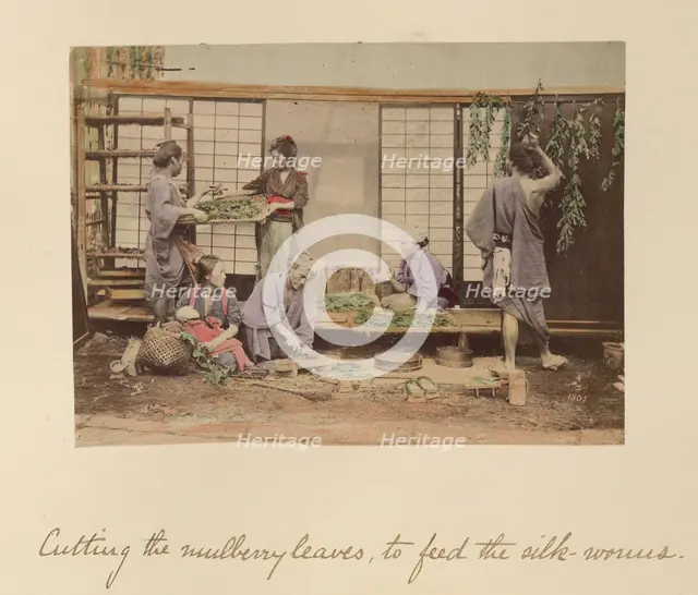Cutting the Mulberry Leaves..., about 1873-1883. Creator: Shinichi Suzuki I.