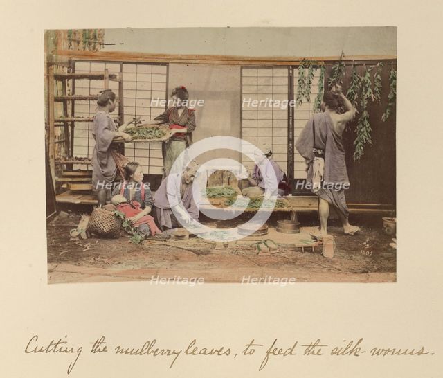 Cutting the Mulberry Leaves..., about 1873-1883. Creator: Shinichi Suzuki I.