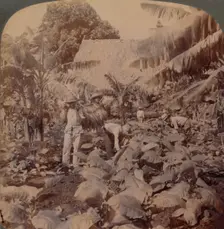 Cutting Tobacco - A Typical Plantation - Province of Havana, Cuba 1899. Artist: Works and Sun Sculpture Studios