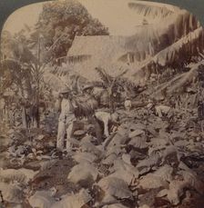 Cutting Tobacco - A Typical Plantation - Province of Havana, Cuba 1899. Artist: Works and Sun Sculpture Studios