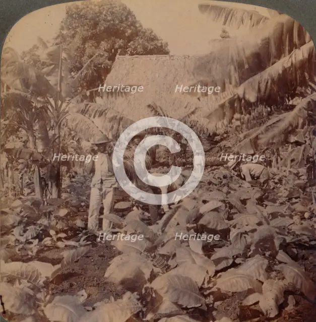'Cutting Tobacco - A Typical Plantation - Province of Havana, Cuba', 1899. Artist: Works and Sun Sculpture Studios.