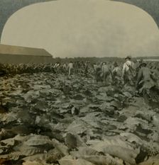 Cutting Tobacco, Kentucky, U.S.A. 1904. Creator: Keystone View Company