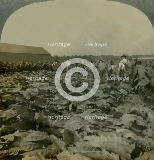 'Cutting Tobacco, Kentucky, U.S.A.', 1904. Creator: Keystone View Company.