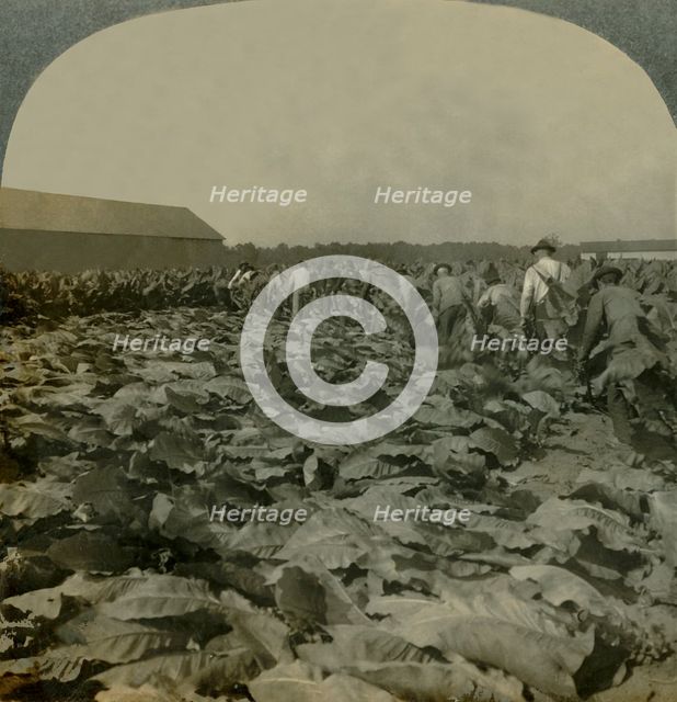 'Cutting Tobacco, Kentucky, U.S.A.', 1904. Creator: Keystone View Company.