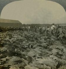Cutting Tobacco, Kentucky, U.S.A. 1904. Creator: Keystone View Company