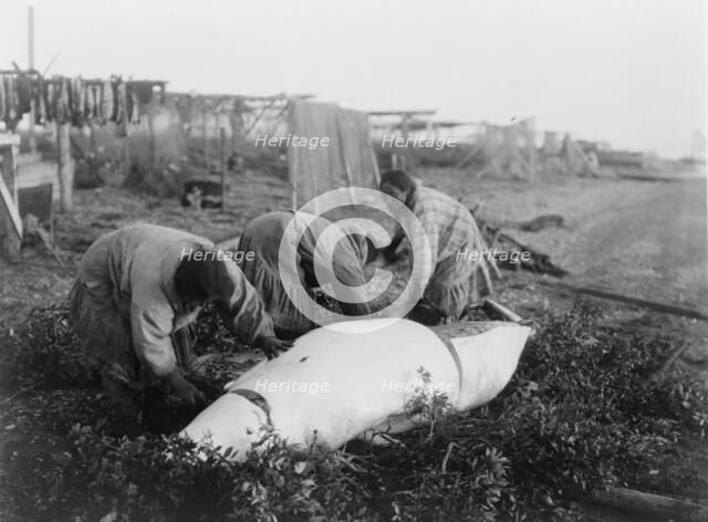Cutting up a beluga-Kotzebue, c1929. Creator: Edward Sheriff Curtis.