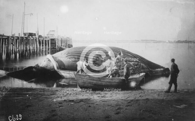 Cutting up a blue whale, between c1900 and c1930. Creator: Unknown.