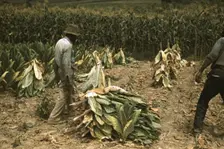 Cutting Burley tobacco and putting it on sticks to wilt...on the Russell Spears farm, Ky., 1940. Creator: Marion Post Wolcott