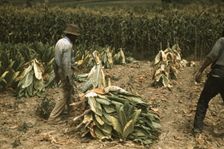 Cutting Burley tobacco and putting it on sticks to wilt...on the Russell Spears farm, Ky., 1940. Creator: Marion Post Wolcott