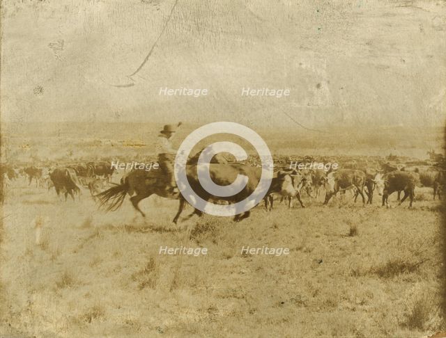 Cutting out from the herd, 1907. Creator: Smith, Erwin Evans (1886-1947).