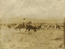 Cutting out from the herd, 1907. Creator: Smith, Erwin Evans (1886-1947)