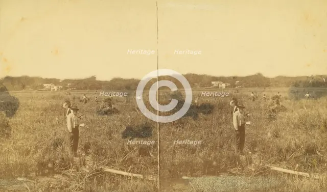 Cutting rice. [Harvesting rice], (1868-1900?). Creator: Unknown.