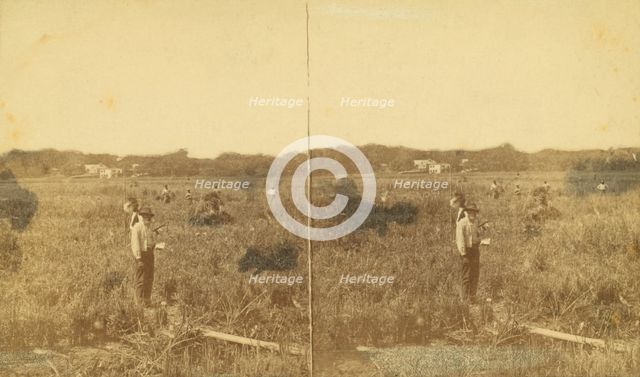 Cutting rice. [Harvesting rice], (1868-1900?). Creator: Unknown.