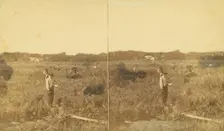 Cutting rice. [Harvesting rice], (1868-1900?). Creator: Unknown