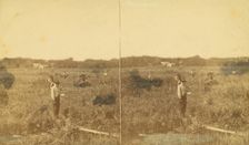Cutting rice. [Harvesting rice], (1868-1900?). Creator: Unknown