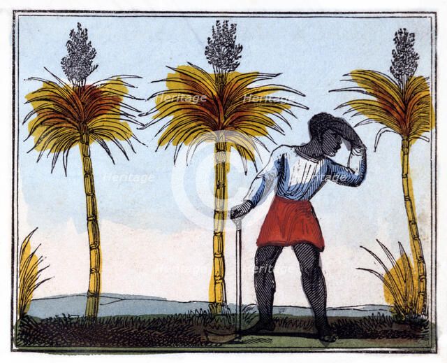 'Cutting Sugar Cane', 1826. Artist: Amelia Alderson Opie