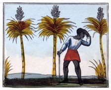 Cutting Sugar Cane 1826. Artist: Amelia Alderson Opie