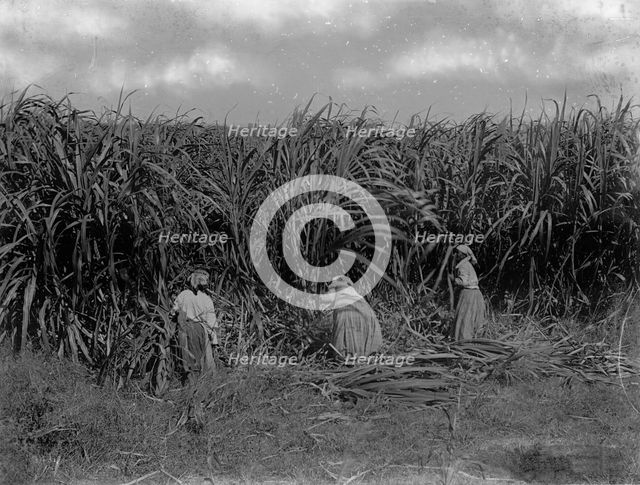 Cutting sugar cane, Baton Rouge, La., between 1900 and 1920. Creator: Unknown.