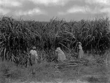 Cutting sugar cane, Baton Rouge, La., between 1900 and 1920. Creator: Unknown