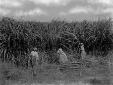 Cutting sugar cane, Baton Rouge, La., between 1900 and 1920. Creator: Unknown