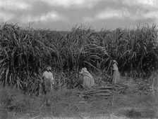 Cutting sugar cane, Baton Rouge, La., between 1900 and 1920. Creator: Unknown