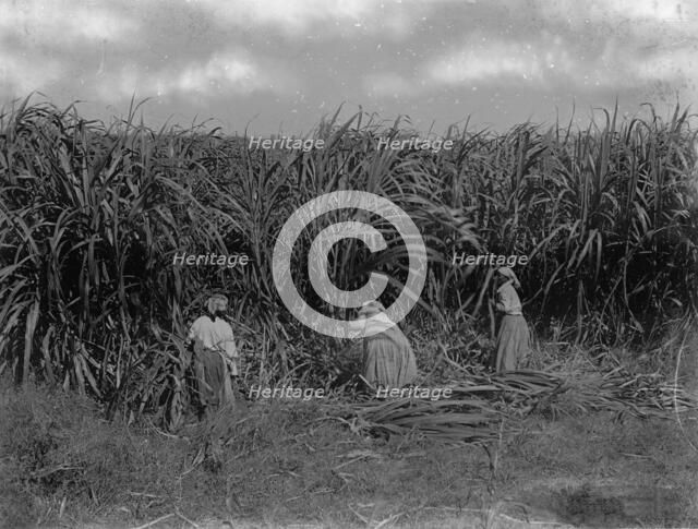 Cutting sugar cane, Baton Rouge, La., between 1900 and 1920. Creator: Unknown.