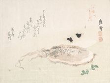 Cuttle Fish, early 19th century. Creator: Kikuchi Yosai