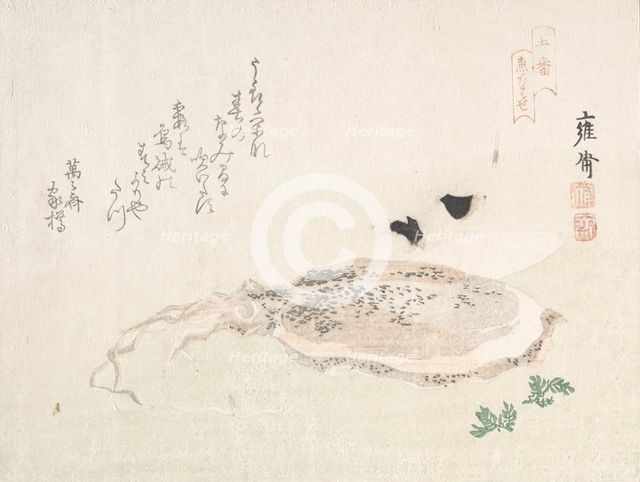 Cuttle Fish, early 19th century. Creator: Kikuchi Yosai.