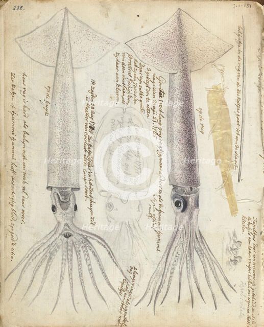 Cuttlefish and Gorita, 1785. Creator: Jan Brandes.