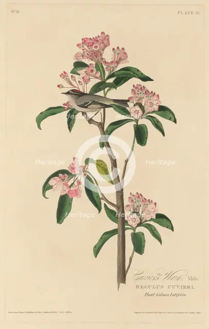 Cuvier's Wren, 1829. Creator: Robert Havell.