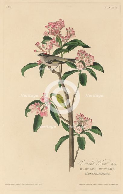Cuvier's Wren, 1829. Creator: Robert Havell.