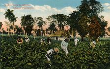 Cuba: Vega de tabaco. Tobacco Plantation, c1900