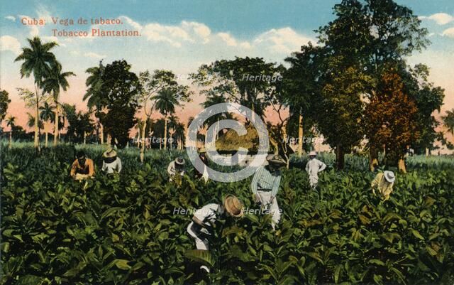 Cuba: Vega de tabaco. Tobacco Plantation, c1900. Artist: Unknown