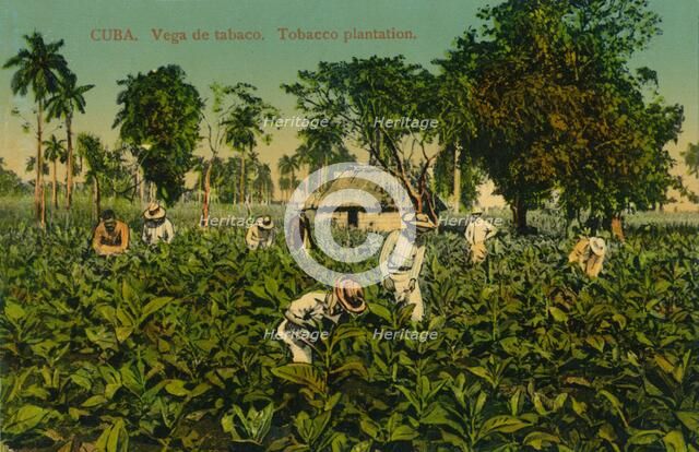 Cuba. Vega de tabaco. Tobacco plantation, c1920s. Artist: Unknown