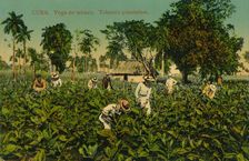 Cuba. Vega de tabaco. Tobacco plantation, c1920s