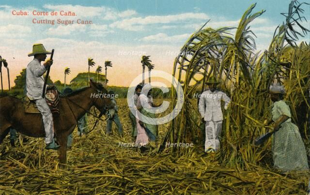 Cuba: Corte de Cana. Cutting Sugar Cane, c1910. Artist: Unknown
