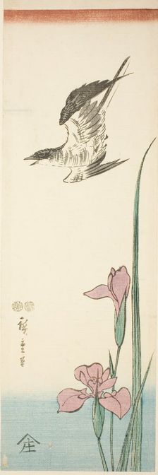Cuckoo and iris, c. 1847/52. Creator: Ando Hiroshige