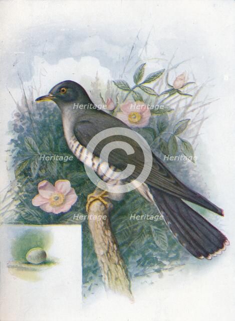 'Cuckoo - Cuc'ulus cano'rus', c1910, (1910). Artist: George James Rankin.