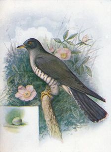Cuckoo - Cuc'ulus cano'rus c1910, (1910). Artist: George James Rankin
