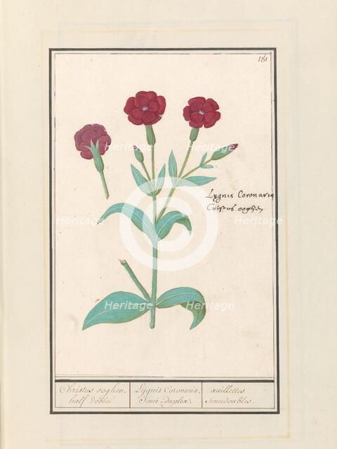 Cuckoo Flower (Lychnis) or Rose campion (Lychnis Coronaria), 1596-1610. Creators: Anselmus de Boodt, Elias Verhulst.