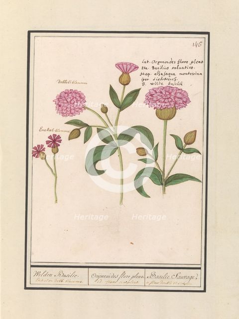 Cuckoo flower (Silene dioica), 1596-1610. Creators: Anselmus de Boodt, Elias Verhulst.