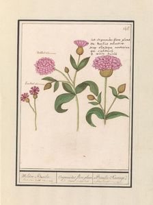 Cuckoo flower (Silene dioica), 1596-1610. Creators: Anselmus de Boodt, Elias Verhulst