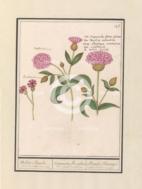 Cuckoo flower (Silene dioica), 1596-1610. Creators: Anselmus de Boodt, Elias Verhulst.