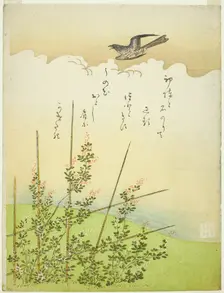 Cuckoo flying over deutzia flowers, Japan, c. 1766. Creator: Komatsuya Hyakki