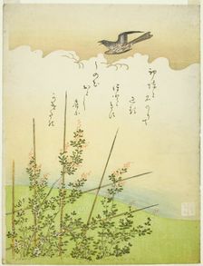 Cuckoo flying over deutzia flowers, Japan, c. 1766. Creator: Komatsuya Hyakki