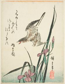 Cuckoo flying over iris, 1830s. Creator: Ando Hiroshige