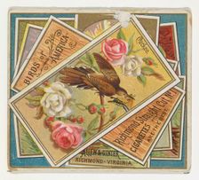 Cuckoo, from the Birds of America series (N37) for Allen & Ginter Cigarettes, 1888. Creator: Allen & Ginter
