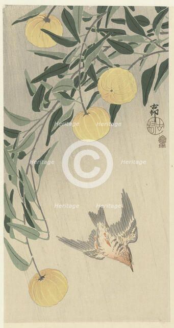 Cuckoo in the rain, 1900-1910. Creator: Ohara, Koson (1877-1945).