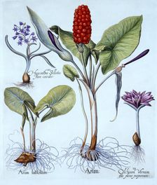 Cuckoo Pint, Spring Meadow Saffron, Star Hyacinth, from Hortus Eystettensis by Basil Besler (1561